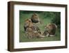 Lion Roaring at Cub in Grass-DLILLC-Framed Photographic Print