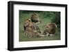 Lion Roaring at Cub in Grass-DLILLC-Framed Photographic Print