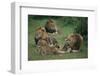 Lion Roaring at Cub in Grass-DLILLC-Framed Photographic Print