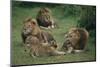 Lion Roaring at Cub in Grass-DLILLC-Mounted Photographic Print