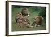 Lion Roaring at Cub in Grass-DLILLC-Framed Photographic Print