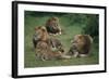 Lion Roaring at Cub in Grass-DLILLC-Framed Photographic Print