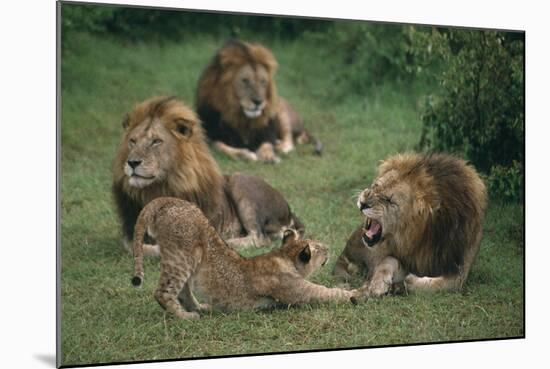 Lion Roaring at Cub in Grass-DLILLC-Mounted Photographic Print