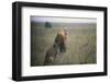 Lion Roaring in Savanna-DLILLC-Framed Photographic Print