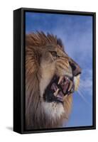 Lion Roaring-DLILLC-Framed Stretched Canvas