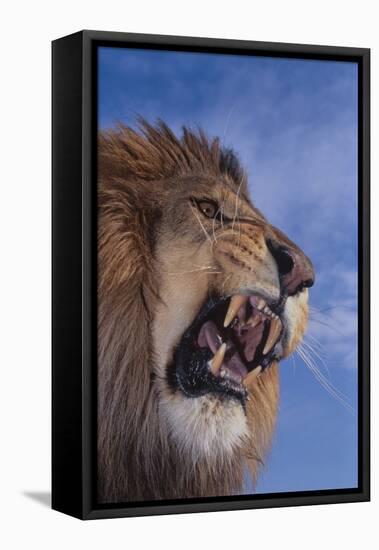 Lion Roaring-DLILLC-Framed Stretched Canvas