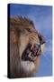 Lion Roaring-DLILLC-Stretched Canvas