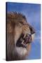 Lion Roaring-DLILLC-Stretched Canvas