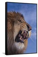 Lion Roaring-DLILLC-Framed Stretched Canvas