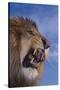 Lion Roaring-DLILLC-Stretched Canvas