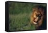 Lion Roaring-DLILLC-Framed Stretched Canvas