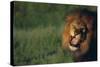 Lion Roaring-DLILLC-Stretched Canvas