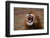 Lion Roaring-W. Perry Conway-Framed Photographic Print