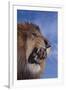 Lion Roaring-DLILLC-Framed Photographic Print