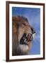 Lion Roaring-DLILLC-Framed Photographic Print