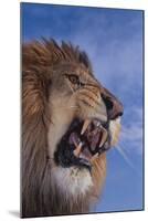 Lion Roaring-DLILLC-Mounted Photographic Print