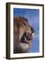 Lion Roaring-DLILLC-Framed Photographic Print