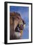 Lion Roaring-DLILLC-Framed Photographic Print