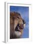 Lion Roaring-DLILLC-Framed Photographic Print