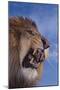 Lion Roaring-DLILLC-Mounted Photographic Print