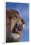 Lion Roaring-DLILLC-Framed Photographic Print