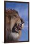 Lion Roaring-DLILLC-Framed Photographic Print