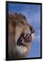 Lion Roaring-DLILLC-Framed Photographic Print