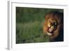 Lion Roaring-DLILLC-Framed Photographic Print