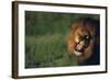 Lion Roaring-DLILLC-Framed Photographic Print