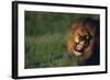 Lion Roaring-DLILLC-Framed Photographic Print