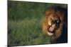 Lion Roaring-DLILLC-Mounted Photographic Print