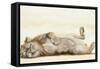 Lion roll, 2012,-Francesca Sanders-Framed Stretched Canvas