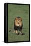 Lion Running in Field-DLILLC-Framed Stretched Canvas