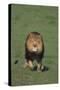 Lion Running in Field-DLILLC-Stretched Canvas