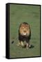 Lion Running in Field-DLILLC-Framed Stretched Canvas