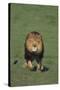 Lion Running in Field-DLILLC-Stretched Canvas