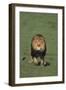 Lion Running in Field-DLILLC-Framed Photographic Print