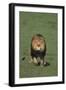 Lion Running in Field-DLILLC-Framed Photographic Print