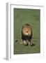 Lion Running in Field-DLILLC-Framed Photographic Print