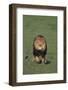 Lion Running in Field-DLILLC-Framed Photographic Print