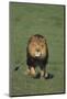 Lion Running in Field-DLILLC-Mounted Photographic Print