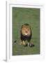 Lion Running in Field-DLILLC-Framed Photographic Print