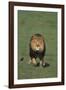 Lion Running in Field-DLILLC-Framed Photographic Print