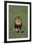 Lion Running in Field-DLILLC-Framed Photographic Print