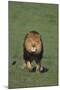 Lion Running in Field-DLILLC-Mounted Photographic Print