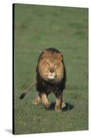 Lion Running in Field-DLILLC-Stretched Canvas