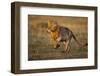 Lion Running on Savanna at Sunrise-Paul Souders-Framed Photographic Print