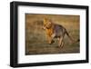 Lion Running on Savanna at Sunrise-Paul Souders-Framed Photographic Print