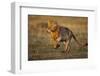 Lion Running on Savanna at Sunrise-Paul Souders-Framed Photographic Print