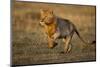Lion Running on Savanna at Sunrise-Paul Souders-Mounted Photographic Print